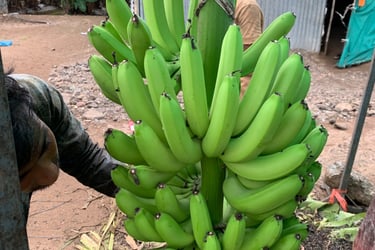 GMM Fruits Indian Bananas Export Harvesting