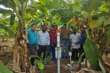 GMM Fruits Indian Bananas AI Enabled IoT Advisory