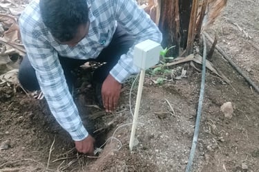 GMM Fruits Indian Bananas