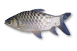 Ikan Jelawat