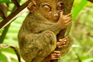 tarsier-bohol