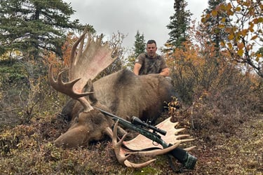 Successful moose hunting harvest in the thick Alaskan brush.
