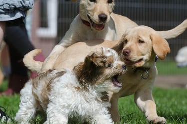 Golden retriever, labrador, chiots, éducation canine, comportementaliste canin, seine et marne 77