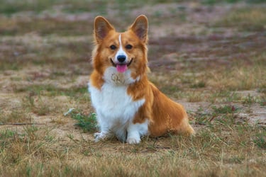 Bilan comportemental chien à domicile – Marne-la-Vallée - Seine-et-Marne