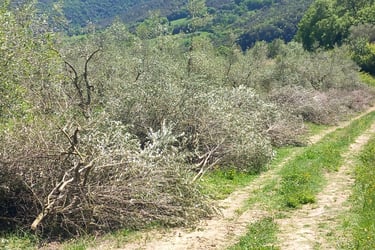 potatura ulivi raccolta 
