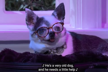 Still from Saturday Night Live sketch showing a very old dog who needs a little help