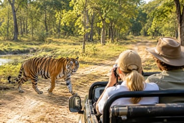 Australian Couple watch Tiger at Tadoba National Park