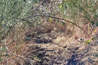 picture of a foot path taken over by blackberry bushes and other brush