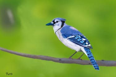 Blue Jay perched on a branch