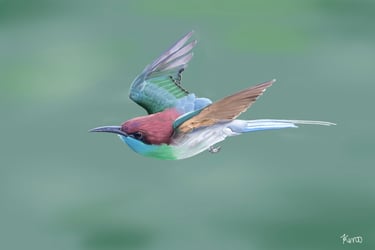 Blue Throated Bee Eater in Flight