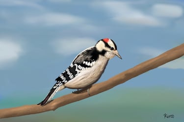 Downy Woodpecker on a branch