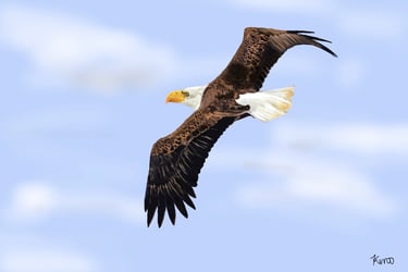Soaring Bald Eagle