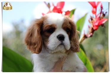 Cavalier King Charles female puppy in Sleepysong Kennel