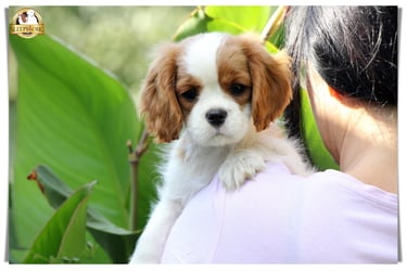 Sleepysong Cavalier King Charles female puppy Blenheim 