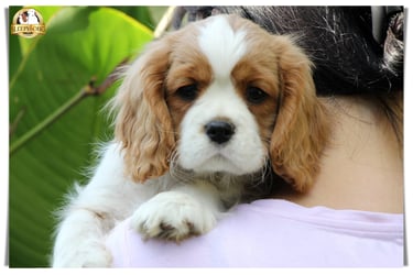 Sleepysong Cavalier King Charles males puppy 
