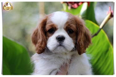 Sleepysong Cavalier King Charles female puppy 