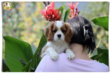 Sleepysong Cavalier King Charles male puppy 