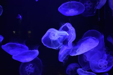 Oliver MK Jellyfish in Vancouver aquarium, Canada