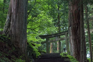 "Gate to" - Torii amongst the trees in Nikkō, Japan