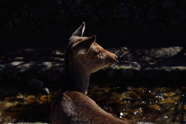 "Doe a Deer" - Sika deer in Miyajima, Japan
