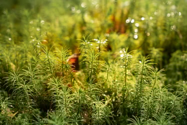 Close of up moss to demonstrate texture in sensory grounding.