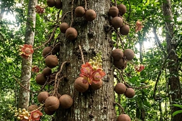 Árbol de ayahuma (Couroupita guianensis) con frutos redondos colgando del tronco en la Amazonía