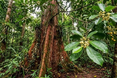 Árbol de chuchuhuasi en la Amazonía peruana, planta medicinal tradicional usada para aliviar dolores articulares.