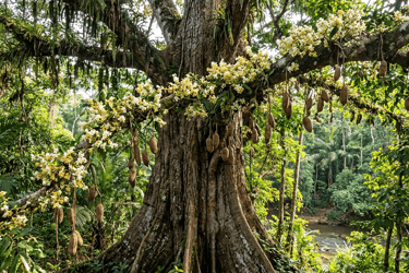 Huayra Caspi, an Amazonian medicinal tree associated with strength, energy, and ancestral healing.