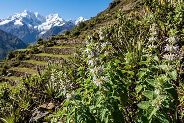 Planta medicinal muña (Minthostachys mollis) en los Andes peruanos, usada para problemas digestivos.