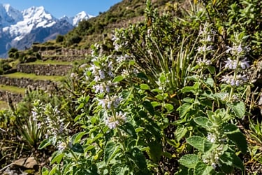 Muña, an Andean medicinal plant used for well-being, energy cleansing, and ancestral medicine