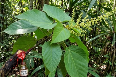  sangre de grado( Croton lechleri)saliendo del árbol, usada en medicina tradicional amazónica para cicatrizar heridas.