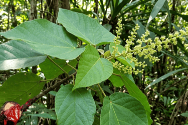 Sangre de grado, sacred Amazonian resin used in traditional medicine and natural wellness.