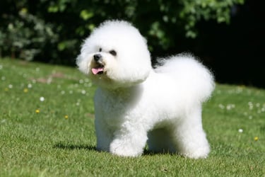 Bichon frise for sale