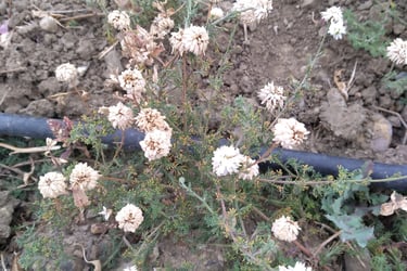 Camomille Romaine