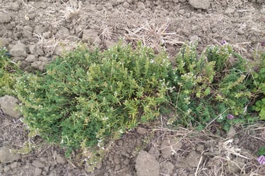 Sarriette des Montagnes