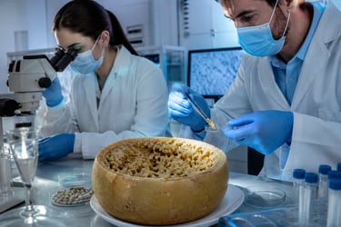 Scientists in a laboratory conduct food safety testing on a large wheel of cheese using a microscope.