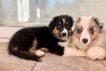 adoption chiot chien compagnon