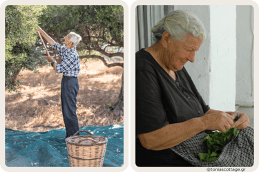 An Elderly Cretan man picking olives and a woman sorting greens