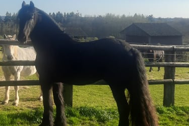 Cheval frison dans un paddock