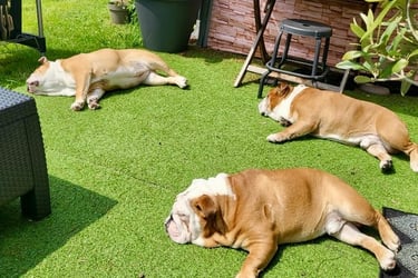 3 Bouledogues anglais dans le jardin