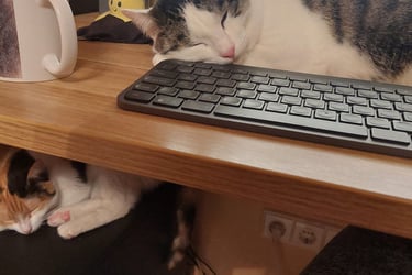 Bonis ir Kerė. Miega darbo metu.