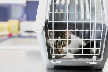 chat dans une caisse de transport
