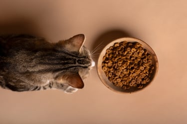 chat devant une gamelle de croquettes