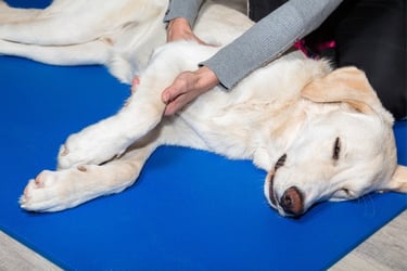 Senior pet and end-of-life care