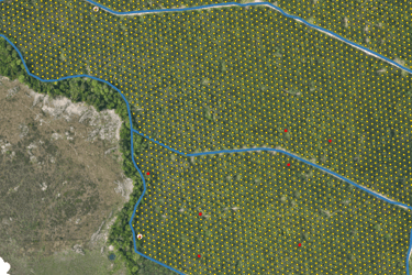 palms inside the cultivation with nomenclature