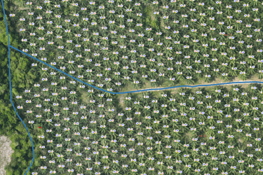 a map of a palm tree in the middle of a field