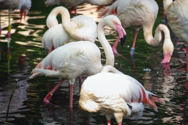 Berlin's zoo mourns Ingo, a flamingo who died at 75