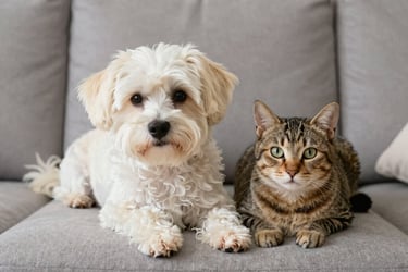 A small white fluffy dog and a tabby cat sitting together on a grey sofa.