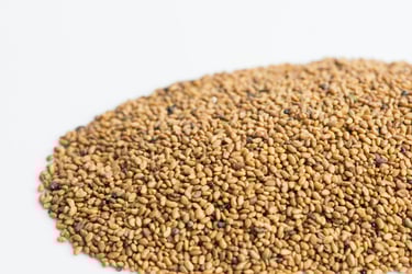dry alfalfa seeds in a pile ready to be used for health benefits.