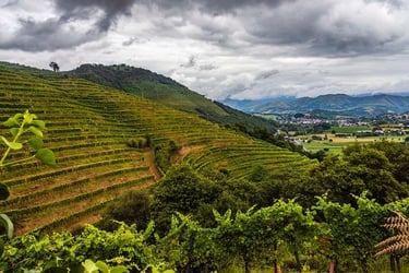 Excursion vignoble d’irouleguy